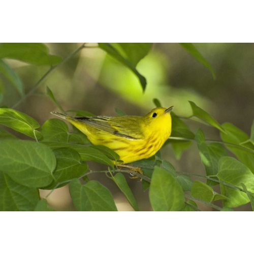 TX, South Padre Island Yellow warbler in shrubs